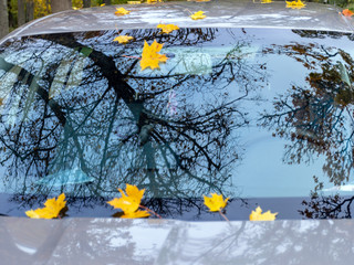 abstract picture with yellow maple leaves on car window, tree glare, suitable for background