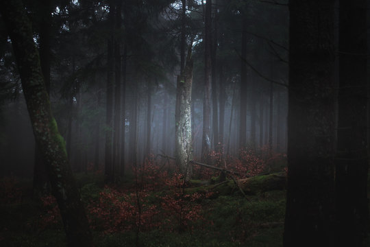 Dark misty forrest scene with dead trees shot on a foggy autumn morning. Trees with woodpecker den. Very moody, spooky and dark edit.