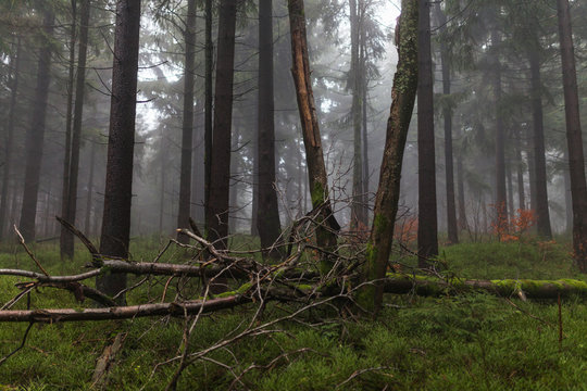 Dark misty forrest scene with dead trees shot on a foggy autumn morning. Trees with woodpecker den. Very moody, spooky and dark edit.