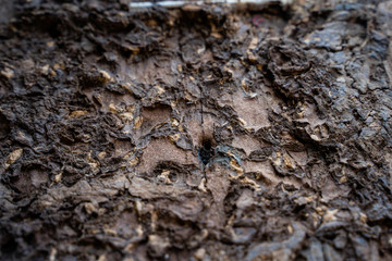 Termites are eating the wood of the house. They destroy houses, wooden parts and destroy wood products.