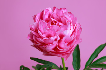 Pink peony flower isolated on bright pink background.