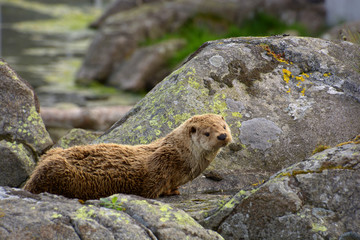 sea otter looks curious into the camera lens, sea otter or enhydra lutris on land between granite rocks