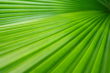 Blurred image of green tropical leaves. Abstract texture background. Lines of leaf of palm tree.