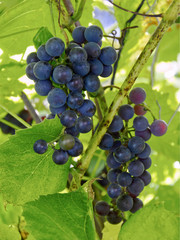 Close-up of bunches of ripe red grapes on a vine with green leaves in the sunlight