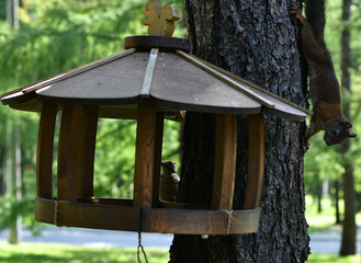 woodpecker flew to eat nuts in a squirrel feeder