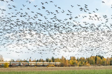 Kouvola, Finland - 5 October 2019: A big flock of barnacle gooses is flying above the field on train background. Birds are preparing to migrate south.