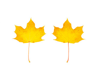 farbiges Laub im Herbst, vor weißem Hintergrund, Vorderseite und Rückseite