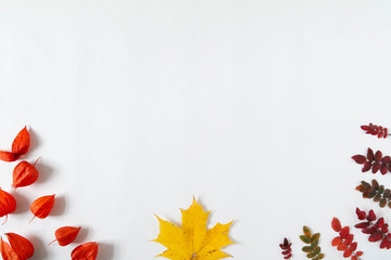 Autumn leaves and plants on the edge of the frame on a white background. Template for banner and seasonal sale. Flat lay, top view, copy space. Autumn, fall concept. 
