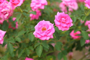 Fototapeta na wymiar Rose flower garden in Okayama,Japan