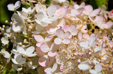 Delicate white and pink Hydrangea (Hydrangea macrophylla) or Hortensia flowers.  Tender romantic floral background.