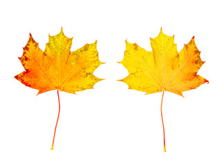 farbiges Laub im Herbst, vor weißem Hintergrund, Vorderseite und Rückseite