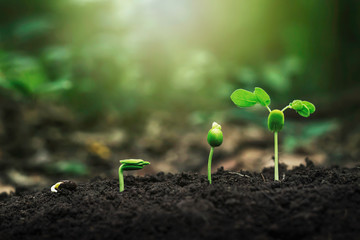 Plant growth on the soil