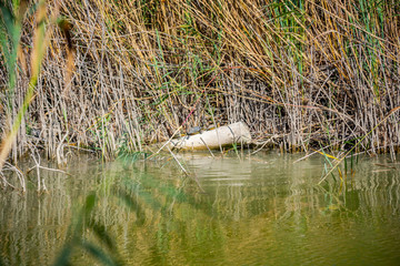 Turtle in the lake
