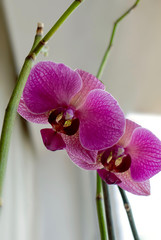 beautiful purple Orchid flower on a blurred background. Phalaenopsis orchid close up