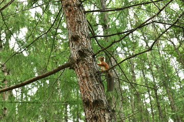 Fototapeta premium squirrel in the park eats nuts