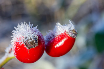 Obraz premium Hagebutte im Winter mit viel Frost und Eiskristallen