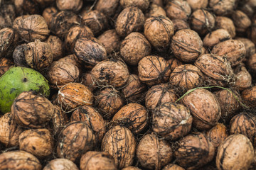 Freshly picked walnuts background texture