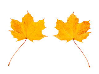 farbiges Laub im Herbst, vor weißem Hintergrund, Vorderseite und Rückseite