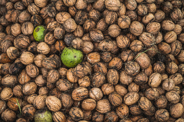 Freshly picked walnuts background texture