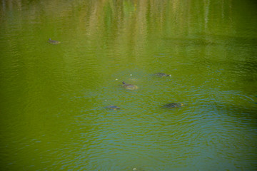 Turtle in the lake