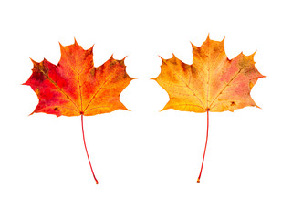 farbiges Laub im Herbst, vor weißem Hintergrund, Vorderseite und Rückseite
