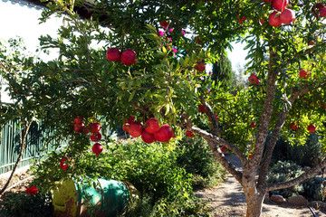 Pomegranate tree with fresh organic pomegranates in the garden
