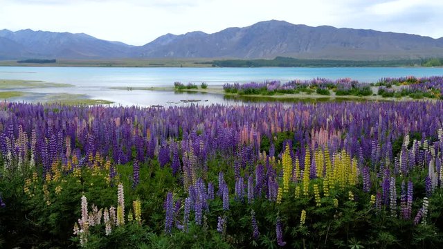 Lake Tekapo, New Zealand - Beautiful Lupin Field at Lake Tekapo, New Zealand in Summer. Top Travel Destination in New Zealand. New Zealand Landscape.
