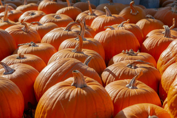 sehr viele orange Kürbisse liegen auf einem Haufen