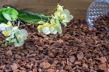 Transplanting orchids in a glass flower pot.
