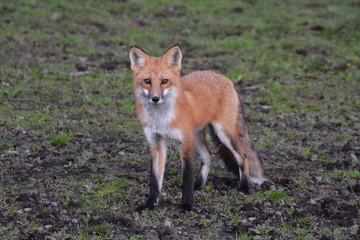 Red fox