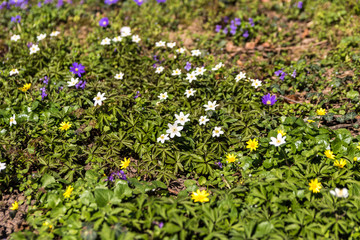 Blütenteppich im Frühling