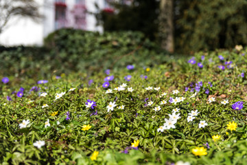 Blütenteppich mit Bokeh