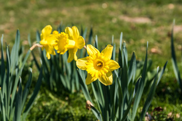 Blühende gelbe Narzissen