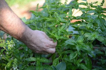 Garden gardening Green plants, farm to fork