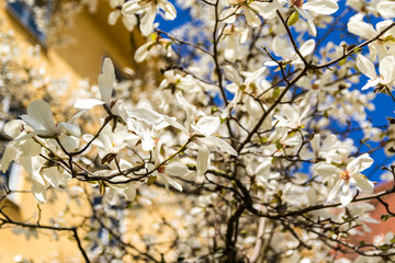 Magnolienbaum vor gelb-blauem Hintergrund