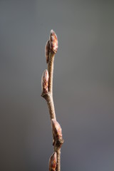 Knospe einer Hainbuche