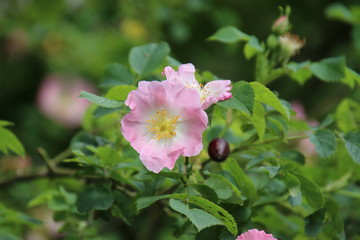 Fototapeta premium Heckenrose