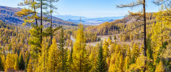 Panoramic view of autumn nature. Picturesque valley, yellow trees.