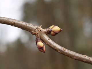 Knospe eines roten Holunders