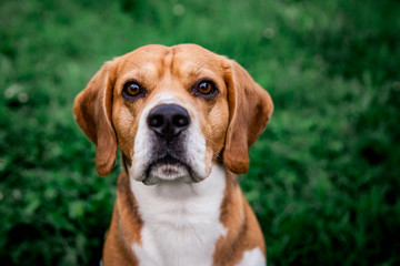 Beagle