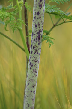 Gefleckter Schierling