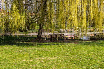 Parkbank unter Trauerweide an Teich