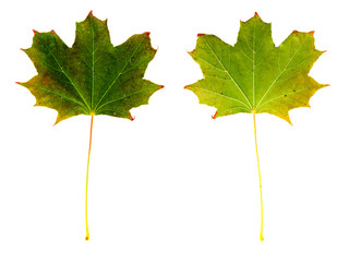 farbiges Laub im Herbst, vor weißem Hintergrund, Vorderseite und Rückseite