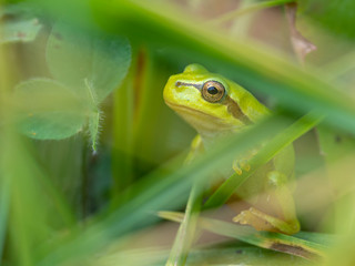 Laubfrosch IV