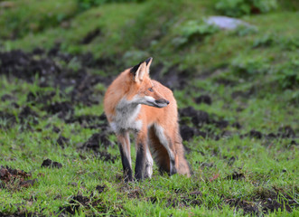 Red Fox