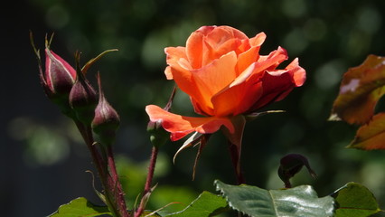 red rose in garden