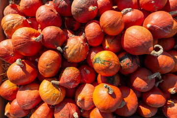 sehr viele orange Kürbisse liegen auf einem Haufen