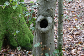 Hollow in the trunk of a tree in the forest