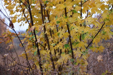 autumn leaves with raindrops in the rain in the wind at dusk