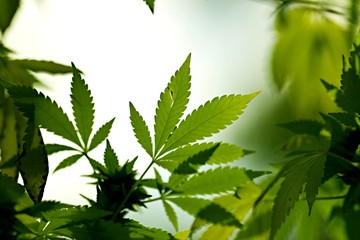 Cannabis feuille - médecine thérapeutique 